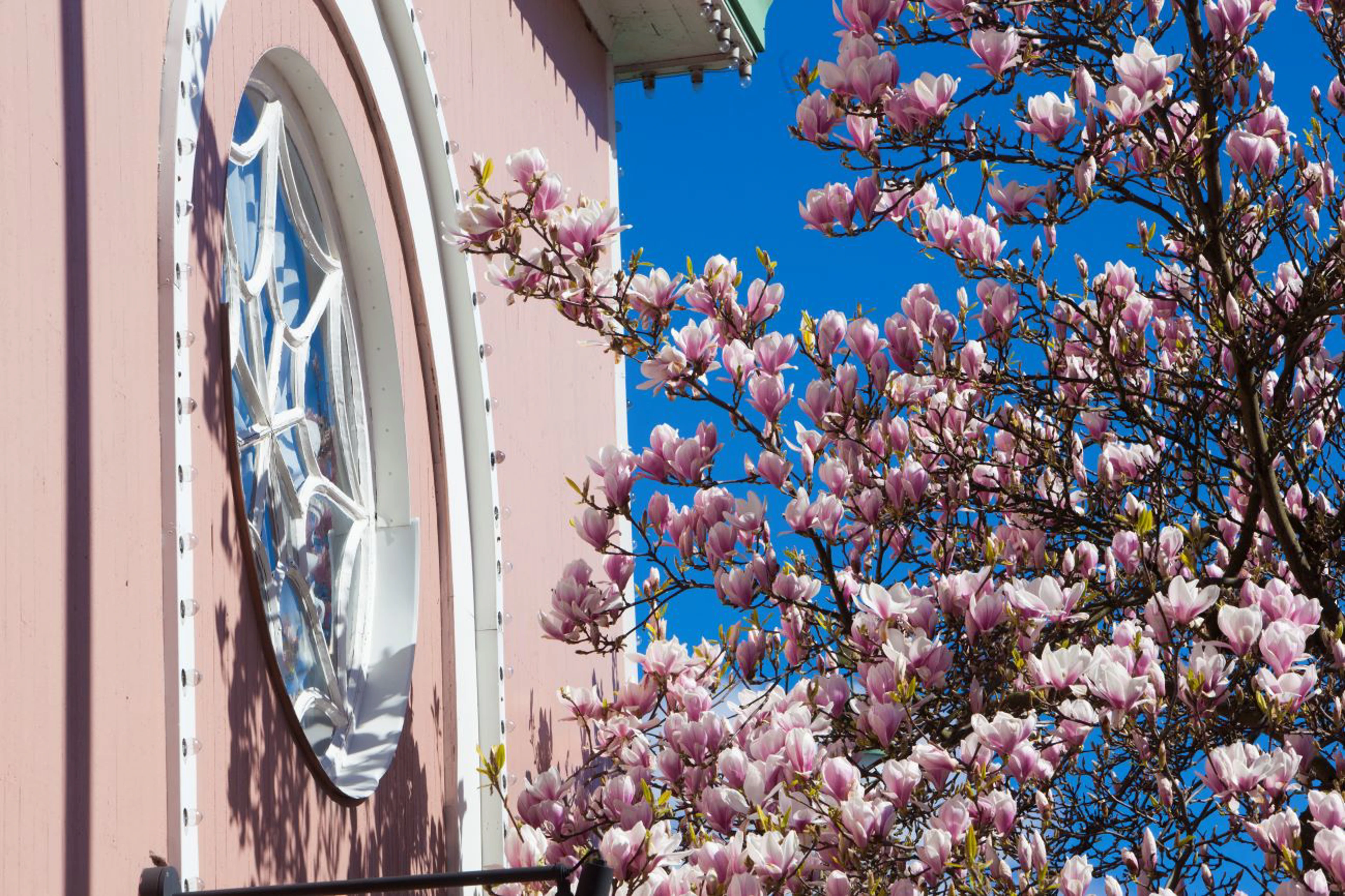 Magnolia 2016.